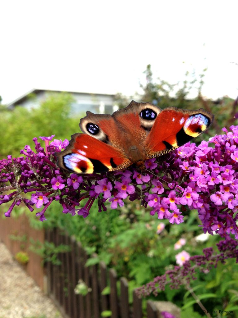 Vackra fjärilar och blommor, blir färgsprakande blickfång
