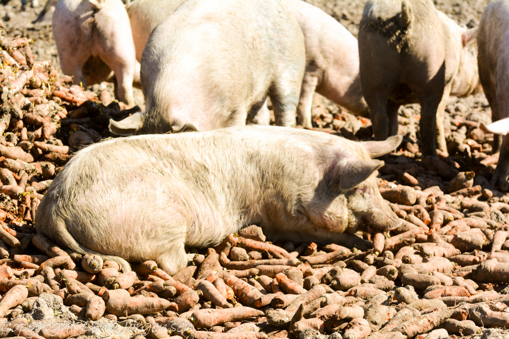 Mumsande grisar på Ekebogård