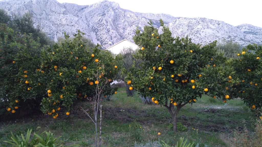 Alla har apelsiner och citroner i sina trädgårdar i Kroatien