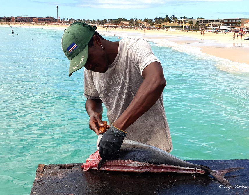 Tonfisk rensas på bryggan i Santa maria, Kap Verde